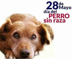 Día Mundial del Perro sin Raza